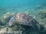 Apo Island Turtle 53