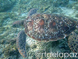 Apo Island Turtle 54