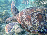 Apo Island Turtle 56