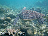 Apo Island Turtle 62