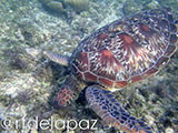 Apo Island Turtle 65
