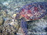 Apo Island Turtle 67