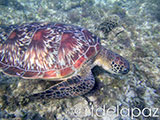 Apo Island Turtle 68