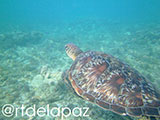 Apo Island Turtle 71