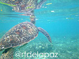 Apo Island Turtle 72