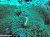 Apo Island Clownfish 1