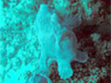 Apo Island Frogfish
