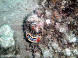 Apo Island Nudibranch 1