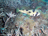 Apo Island Puffer Fish 1