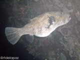 Apo Island Puffer Fish