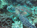 Apo Island Turtle 1