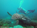 Apo Island Turtle 3