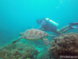 Apo Island Turtle 4