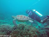 Apo Island Turtle 5