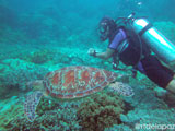 Apo Island Turtle 6