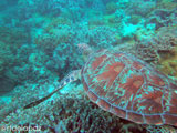Apo Island Turtle 7
