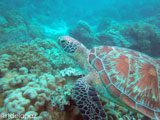 Apo Island Turtle 8