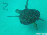Apo Island Turtle 9