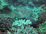 Apo Island Turtle
