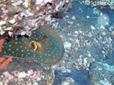 Dauin Blue Spotted Stingray 1