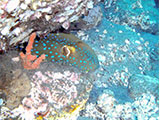 Dauin Blue Spotted Stingray
