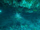 Malapascua Shark 2