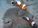 Puerto Galera Clownfish