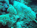 Puerto Galera Cuttlefish 1