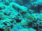 Puerto Galera Cuttlefish 2