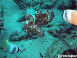 Puerto Galera Frogfish 1
