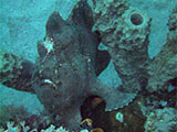 Puerto Galera Frogfish 10