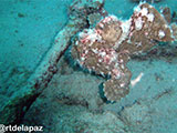 Puerto Galera Frogfish 2