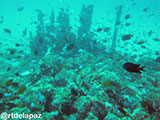 Puerto Galera Frogfish 3
