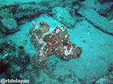 Puerto Galera Frogfish 4