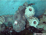 Puerto Galera Frogfish 5