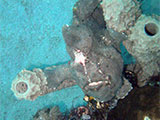 Puerto Galera Frogfish 6