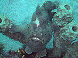 Puerto Galera Frogfish 7