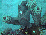 Puerto Galera Frogfish 8
