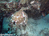 Puerto Galera Frogfish