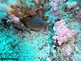 Puerto Galera Moray Eel 1