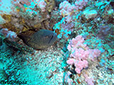 Puerto Galera Moray Eel