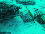 Puerto Galera Pipefish