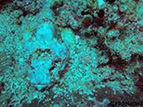 Puerto Galera Scorpion Fish 1
