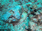 Puerto Galera Scorpion Fish