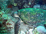 Puerto Galera Turtle 1