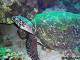 Puerto Galera Turtle 2