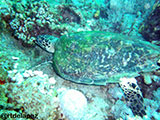 Puerto Galera Turtle