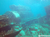 Tubbataha Malayan Wreck 1