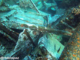 Tubbataha Malayan Wreck 3