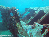 Tubbataha Malayan Wreck 7